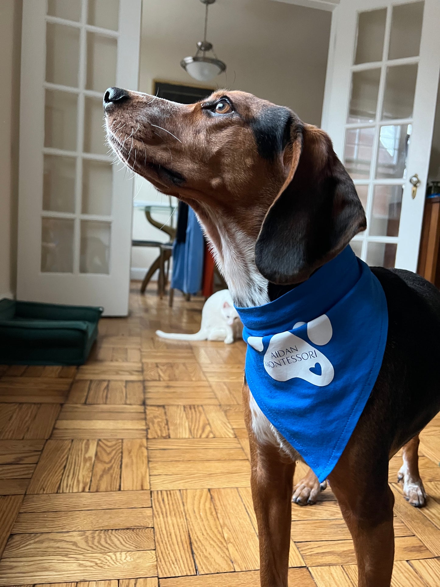 Pet Bandanas & T-Shirts